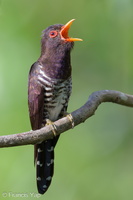 Violet Cuckoo-240202-214MSDCF-FYP07694-W.jpg