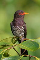 Violet Cuckoo-240515-228MSDCF-FYP05041-W.jpg