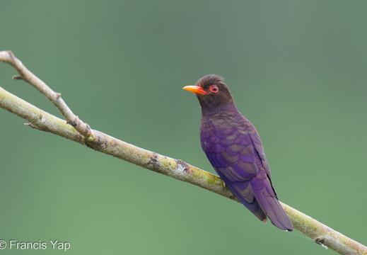 Violet Cuckoo