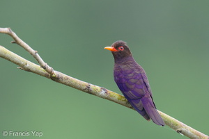 Violet Cuckoo-250124-255MSDCF-FYP01333-W.jpg