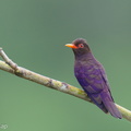 Violet_Cuckoo-250124-255MSDCF-FYP01333-W.jpg