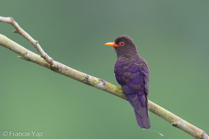 Violet Cuckoo-250124-255MSDCF-FYP01769-W.jpg