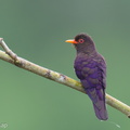 Violet_Cuckoo-250124-255MSDCF-FYP01769-W.jpg