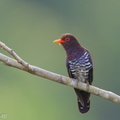 Violet_Cuckoo-250314-100FRYAP-FYA08486-W.jpg