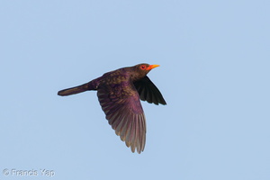 Violet Cuckoo-250430-105FRYAP-FYA08670-W