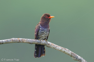 Violet Cuckoo-260501-186FRYAP-FYA05279-W.jpg