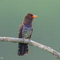 Violet_Cuckoo-260501-186FRYAP-FYA05279-W.jpg