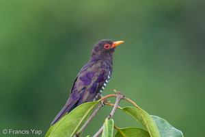 Violet Cuckoo-260617-198FRYAP-FYA05599-W.jpg
