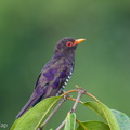 Violet_Cuckoo-260617-198FRYAP-FYA05599-W.jpg
