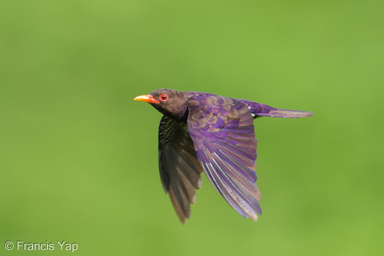 Violet_Cuckoo-260710-199FRYAP-FYA05794-W.jpg