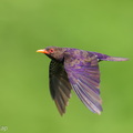 Violet_Cuckoo-260710-199FRYAP-FYA05794-W.jpg