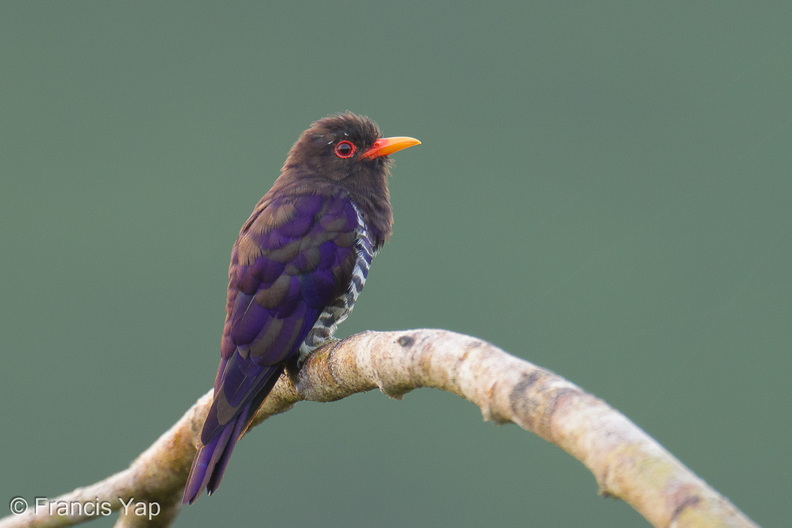 Violet_Cuckoo-260715-199FRYAP-FYA06614-W.jpg