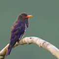 Violet_Cuckoo-260715-199FRYAP-FYA06614-W.jpg