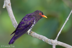Violet Cuckoo-260715-199FRYAP-FYA07816-W.jpg