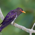 Violet_Cuckoo-260715-199FRYAP-FYA07816-W.jpg