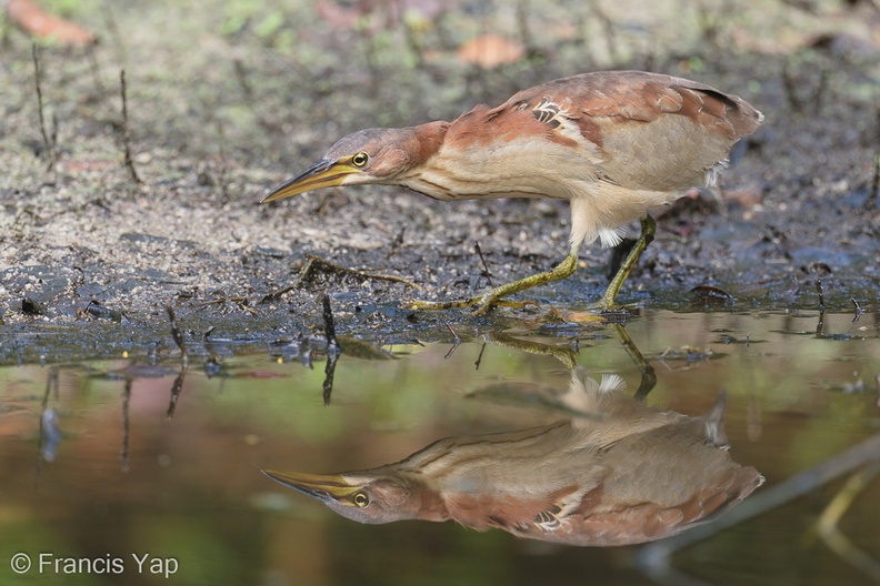 Von_Schrencks_Bittern-200119-110MSDCF-FYP06620-W.jpg