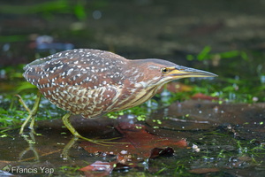 Von Schrenck's Bittern-260402-168FRYAP-FYA07508-W.jpg