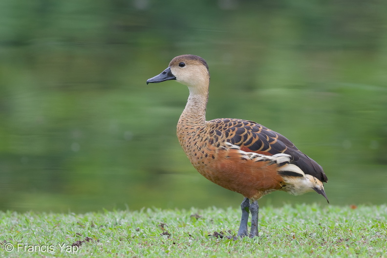 Wandering_Whistling_Duck-101112-103EOS7D-IMG_8919-W.jpg
