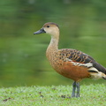Wandering_Whistling_Duck-101112-103EOS7D-IMG_8919-W.jpg