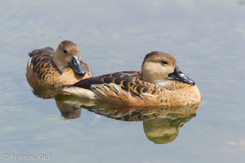 Wandering_Whistling_Duck-120205-108EOS1D-FYAP4127-W.jpg