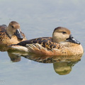 Wandering_Whistling_Duck-120205-108EOS1D-FYAP4127-W.jpg