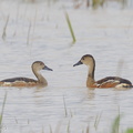 Wandering_Whistling_Duck-121209-104EOS1D-FY1X5266-W.jpg