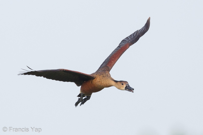 Wandering_Whistling_Duck-160519-100EOS1D-F1X26530-W.jpg