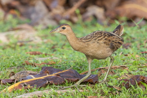 Watercock-120207-108EOS1D-FYAP4720-W.jpg