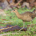 Watercock-120207-108EOS1D-FYAP4720-W.jpg