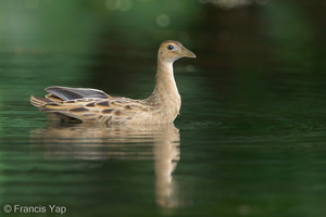 Watercock-120210-108EOS1D-FYAP6281-W.jpg