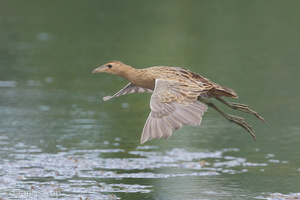 Watercock-120210-108EOS1D-FYAP6655-W.jpg