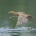 Watercock-120210-108EOS1D-FYAP6655-W.jpg