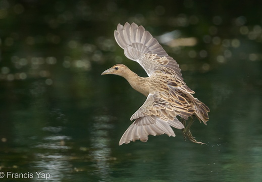 Watercock