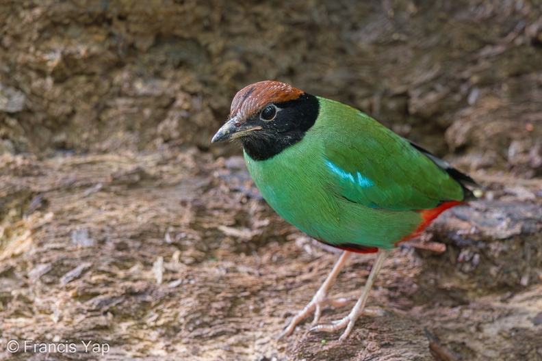 Western_Hooded_Pitta-170126-109EOS1D-F1X23007-W.jpg