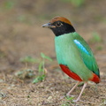 Western_Hooded_Pitta-230110-163MSDCF-FYP08477-W.jpg