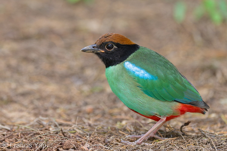 Western_Hooded_Pitta-230110-163MSDCF-FYP09307-W.jpg