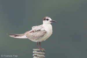 Whiskered Tern-111026-105EOS1D-FYAP7985-W.jpg