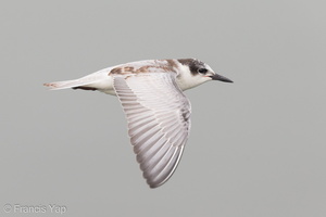 Whiskered Tern-121006-102EOS1D-FY1X2383-W.jpg