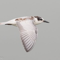 Whiskered_Tern-121006-102EOS1D-FY1X2383-W.jpg