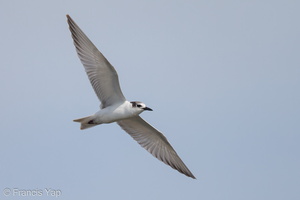 Whiskered Tern-121020-102EOS1D-FY1X8698-W.jpg