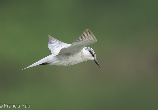 Whiskered Tern