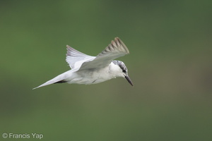 Whiskered Tern-141007-118EOS1D-FY1X9841-W.jpg