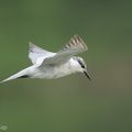 Whiskered_Tern-141007-118EOS1D-FY1X9841-W.jpg