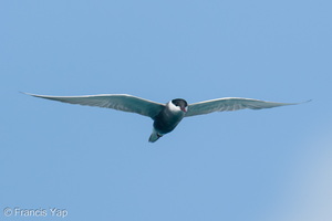 Whiskered Tern-260502-186FRYAP-FYA08159-W.jpg