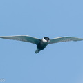 Whiskered_Tern-260502-186FRYAP-FYA08159-W.jpg