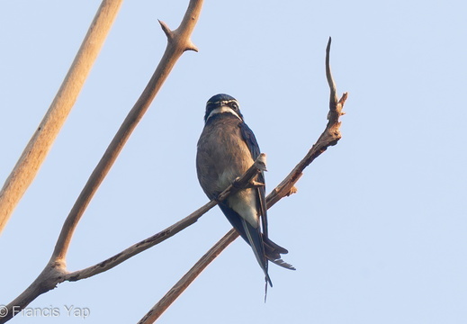 Whiskered Treeswift