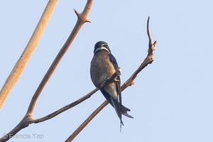 Whiskered Treeswift-110809-104EOS1D-FYAP4487-W.jpg