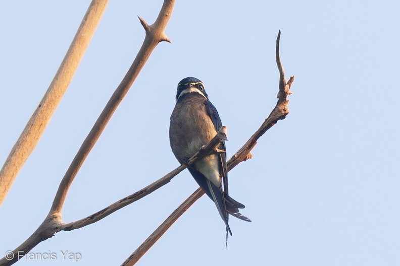 Whiskered_Treeswift-110809-104EOS1D-FYAP4487-W.jpg