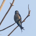 Whiskered_Treeswift-110809-104EOS1D-FYAP4487-W.jpg