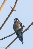 Whiskered Treeswift-110809-107EOS7D-IMG_1971-W.jpg